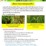 ข่าวเตือนภัยการระบาดศัตรูพืช